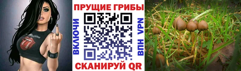 сколько стоит  Кропоткин  Галлюциногенные грибы MAGIC MUSHROOMS 